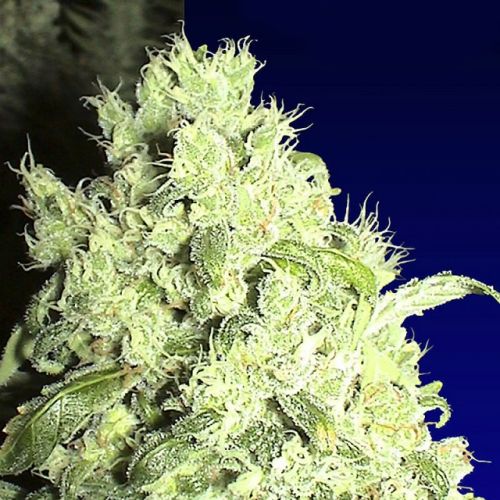 White Indica Female Cannabis Seeds