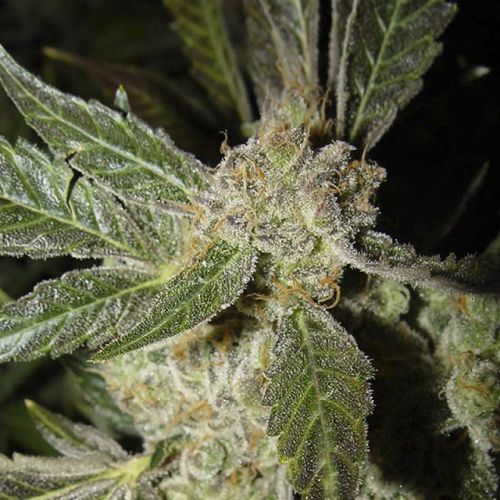White Panther Female Cannabis Seeds