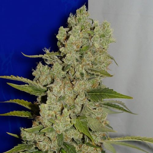 White Widow Female Cannabis Seeds Fully Feminized Seeds