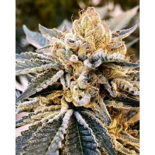 Strawberry Daze Regular Cannabis Seeds by Crockett Family Farms