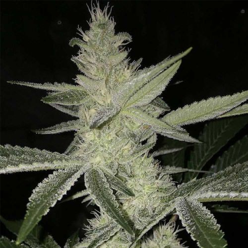 Strawberry Daze Regular Cannabis Seeds by Crockett Family Farms