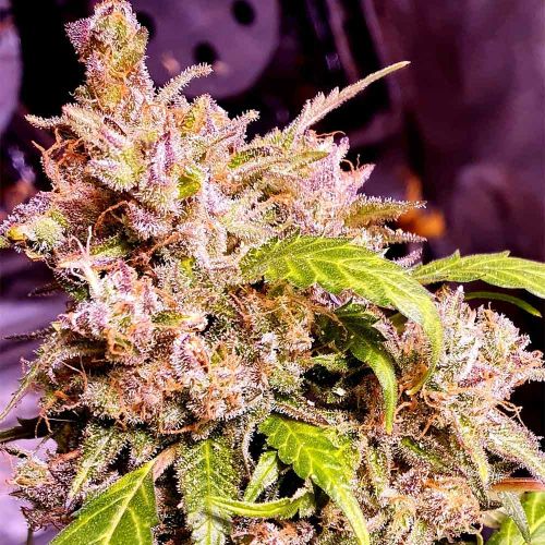 Champagne Cake Feminised Cannabis Seeds by Holy Smoke Seeds