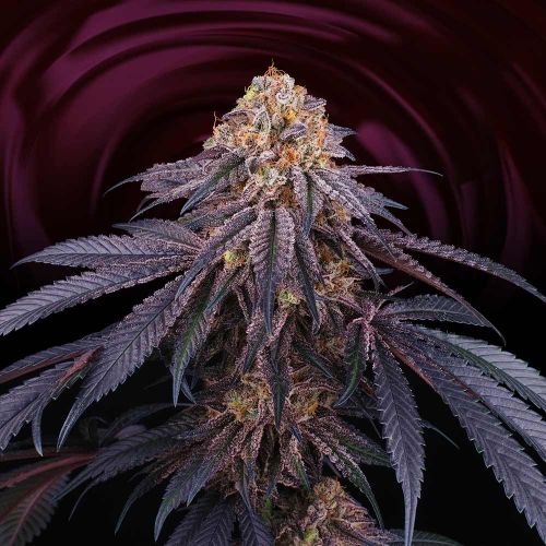 Chantilly Female Weed Seeds by Perfect Tree 
