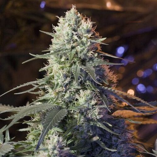 Chaos Kush Female Cannabis Seeds by Elemental Seeds