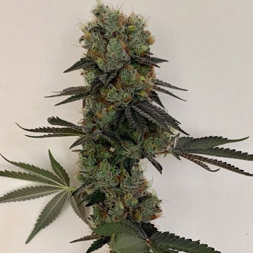 Cheddar Valley Regular Cannabis Seeds by True Canna Genetics