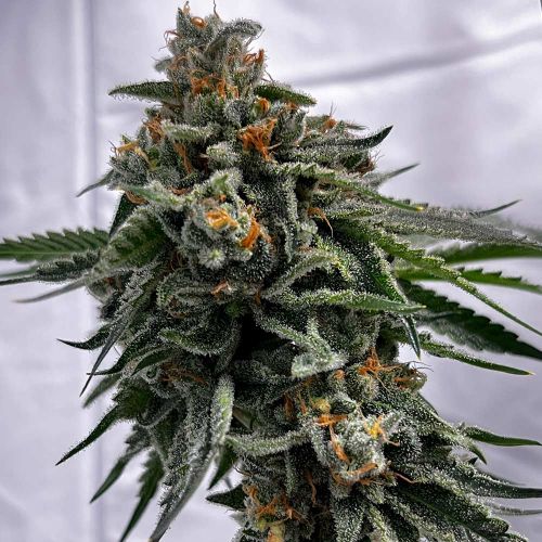Cheddar Zi Regular Cannabis Seeds by Karma Genetics