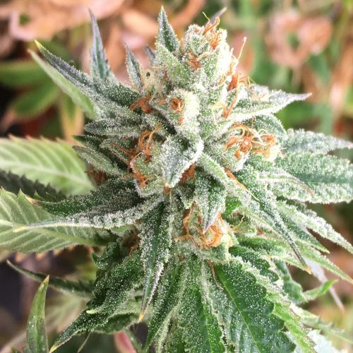 Chem Jong-Un Regular Cannabis Seeds by Dark Horse Genetics 