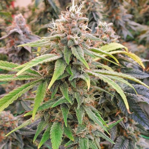 Chem T Haze Regular Cannabis Seeds by Oni Seed Co