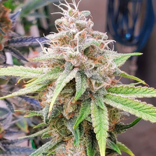 Chem T Haze Regular Cannabis Seeds by Oni Seed Co