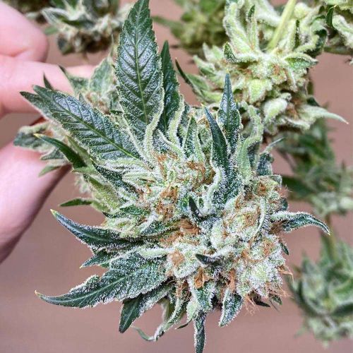 Chem Tini Regular Cannabis Seeds by Karma Genetics