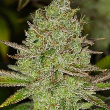 Chem Lem Regular Cannabis Seeds by Dark Horse Genetics