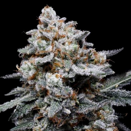 CheMACal Romance Autoflowering Cannabis Seeds DNA Genetics 