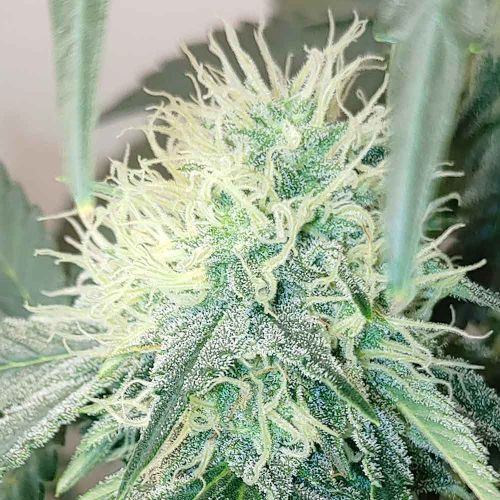 Chemical Zi Karma Genetics Regular Cannabis Seeds 