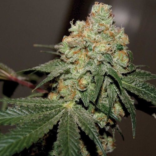 Chemonade V2 regular weed seeds by True Canna Genetics