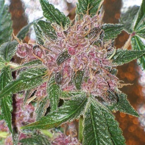 Cherries Jubilee - The Gold Line - Female Cannabis Seeds by The Cali Connection