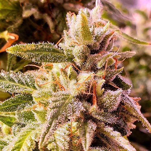 Cherry Dawgpound Feminised Cannabis Seeds by Holy Smoke Seeds