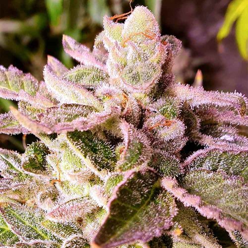 Cherry Kush Cake Feminised Cannabis Seeds by Holy Smoke Seeds