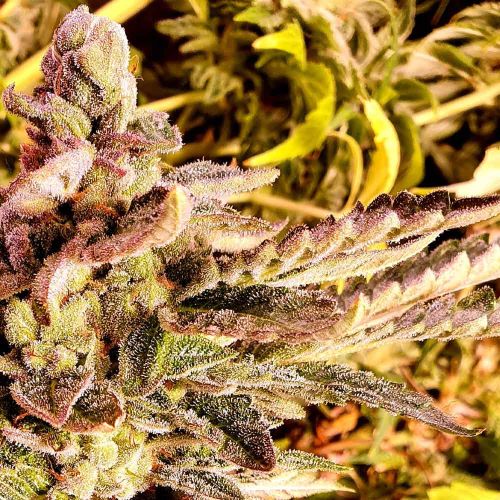 Cherry Kush Cake Feminised Cannabis Seeds by Holy Smoke Seeds