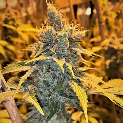 Cherry White Regular Cannabis Seeds by Mosca Seeds