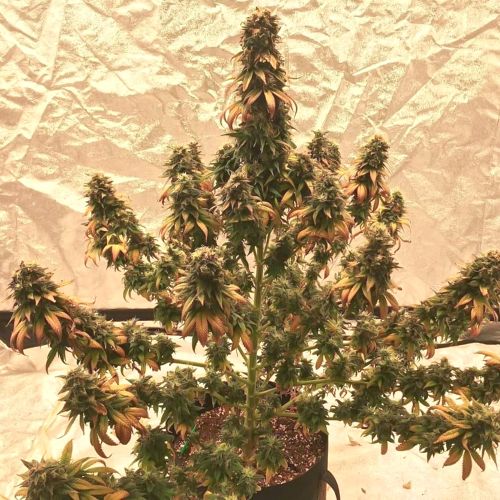 Chimtal (Hash State) Regular Cannabis Seeds by Afghan Selection 