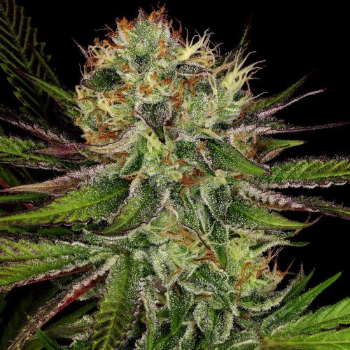 Chocolate Wafflez Female Cannabis Seeds by Paradise Seeds