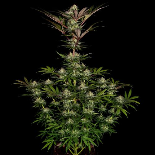 Chocolate Wafflez Female Cannabis Seeds by Paradise Seeds