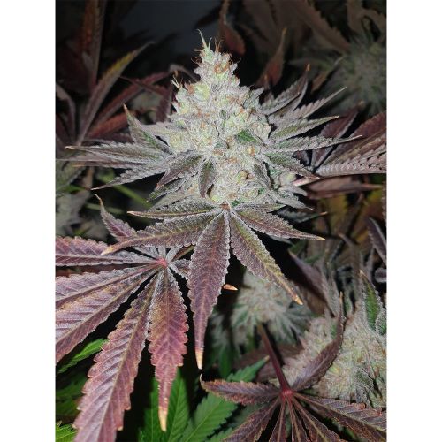 Chuntz Feminized Cannabis Seeds by Original Big Buddha Family Farms