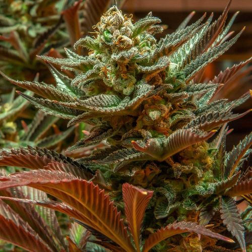 Cinderella XX Female Cannabis Seeds by Brothers Grimm Seeds