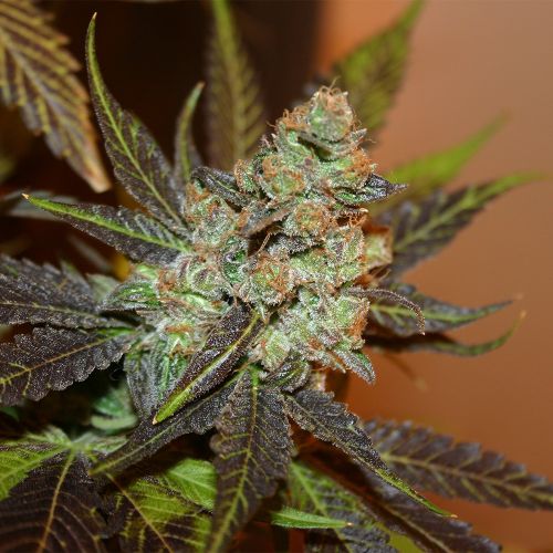 Citrus Valley Regular Cannabis Seeds by True Canna Genetics