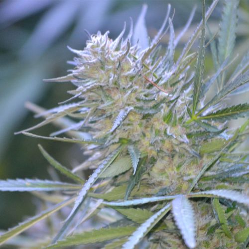 Clemonadez Cannabis Seeds by Terp Hogz - Z