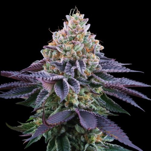 Coco Fresh Feminized Cannabis Seeds Perfect Tree