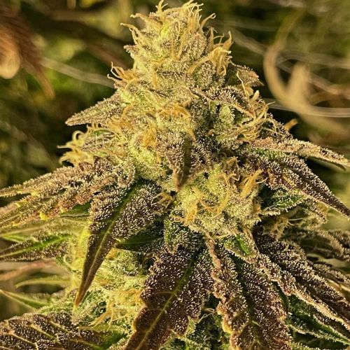 Coco Nibbles Female Weed Seeds by Rare Dankness 