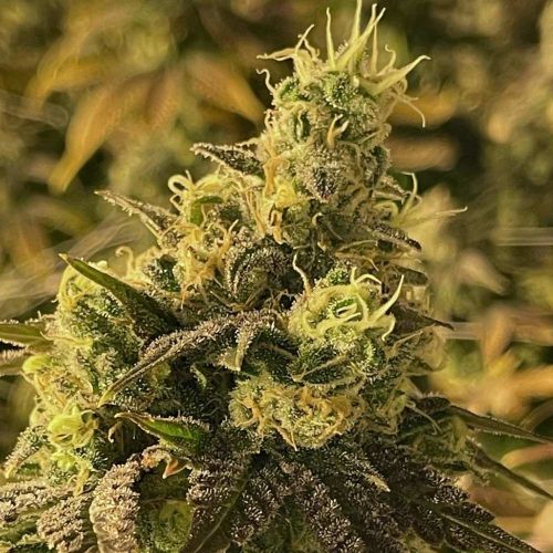 Coco Nibbles Regular Cannabis Seeds by Rare Dankness 