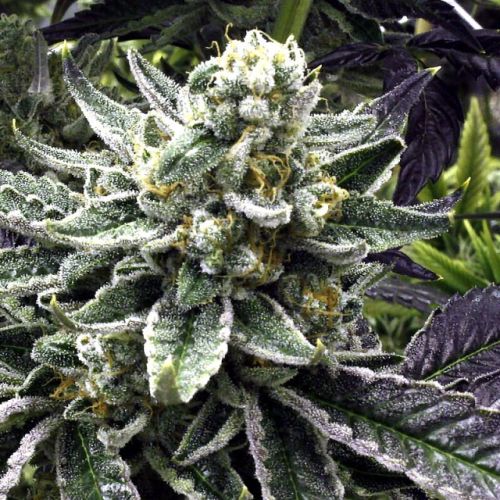 Commerce City Kush Regular Cannabis Seeds by Rare Dankness