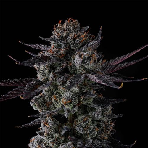 Any Day Compound Genetics Feminized Cannabis Seeds