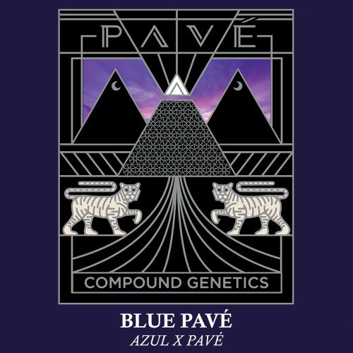 Blue Pavé Feminized Cannabis Seeds by Compound Genetics