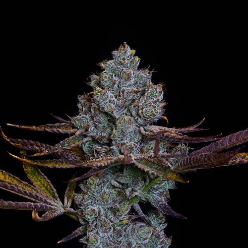 Candy Pavé Feminized Cannabis Seeds by Compound Genetics