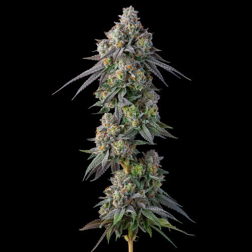 Gastro Pop S1 Feminized Cannabis Seeds by Compound Genetics