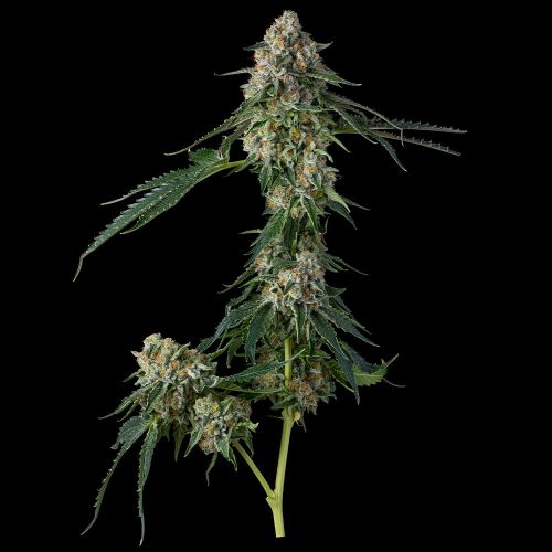 Honeycomb Pavé Feminized Cannabis Seeds by Compound Genetics