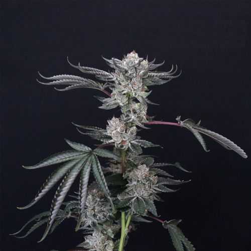 Luxar-Dos Female Cannabis Seeds By Compound Genetics