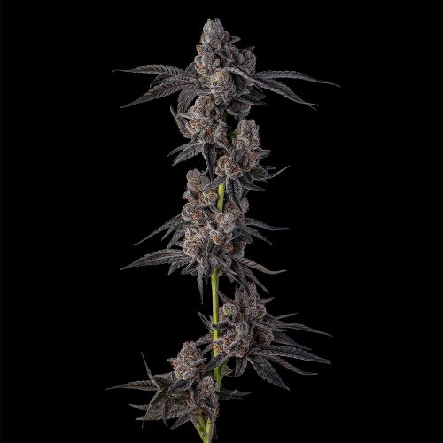 Mellowz Compound Genetics Feminized Cannabis Seeds