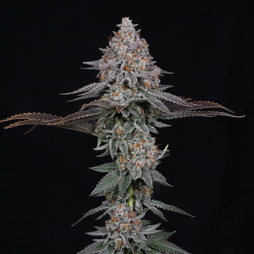 Pink Certz Compound Genetics Feminized Cannabis Seeds