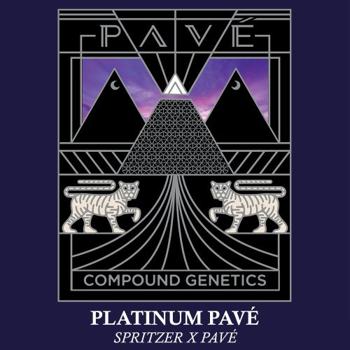 Platinum Pavé Feminized Cannabis Seeds by Compound Genetics