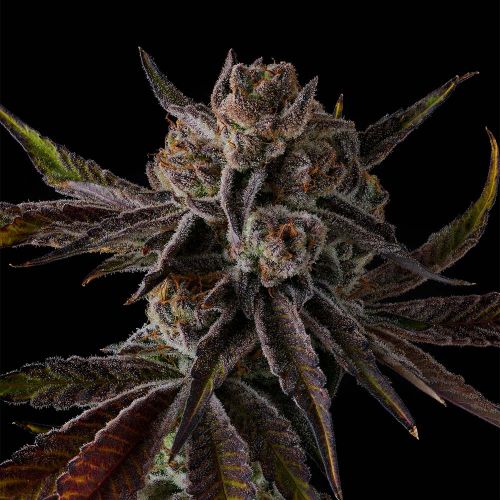 Purple Preserves Compound Genetics Feminized Cannabis Seeds