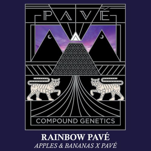 Rainbow Pavé Feminized Cannabis Seeds by Compound Genetics