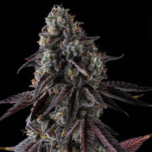Fruit Riot Compound Genetics Feminized Cannabis Seeds