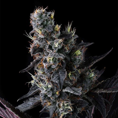 Giggin' Grapes Compound Genetics Feminized Cannabis Seeds
