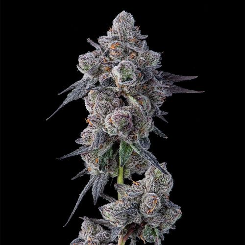Mellowz Compound Genetics Feminized Cannabis Seeds