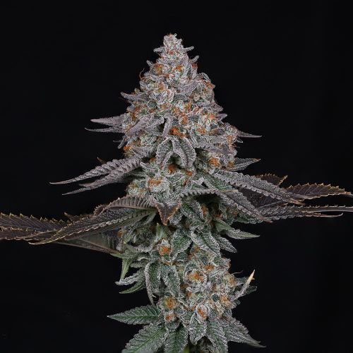 Pink Certz Compound Genetics Feminized Cannabis Seeds
