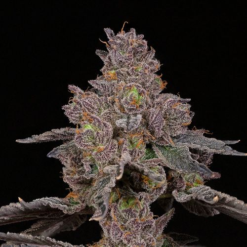 Total Eclipse Feminized Cannabis Seeds by Compound Genetics